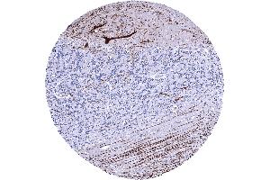 Cerebellum molecular layer Purkinje cell layer granule cell layer white matter A strong Calbindin 1 staining of Purkinje cells and of associated axonal fibres is seen in the cerebrum (CALB1 antibody  (AA 7-96))