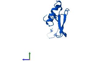 Protein Structure (PS) image for Ribosomal Protein S21 (RPS21) (AA 1-83) protein (Fc Tag) (ABIN7560566)