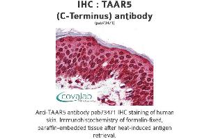 Image no. 1 for anti-Trace Amine Associated Receptor 5 (TAAR5) (C-Term) antibody (ABIN1739861) (TAAR5 antibody  (C-Term))