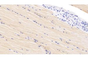 Detection of VEGFD in Bovine Skeletal muscle Tissue using Polyclonal Antibody to Vascular Endothelial Growth Factor D (VEGFD) (VEGFD antibody  (AA 89-354))