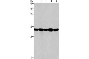 Western Blotting (WB) image for anti-E2F Transcription Factor 6 (E2F6) antibody (ABIN2421519)