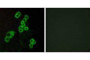 Peptide - +Immunofluorescence analysis of MCF-7 cells, using EDG2 antibody. (BUD31 antibody  (Internal Region))