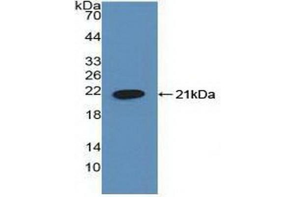 HLTF antibody  (AA 837-996)