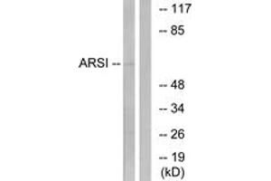 Western Blotting (WB) image for anti-Arylsulfatase I (ARSI) (AA 311-360) antibody (ABIN2890134) (Arylsulfatase I antibody  (AA 311-360))