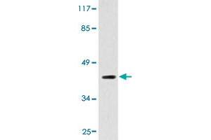 Western blot analysis of HepG2 cell extracts with ADORA2A polyclonal antibody .