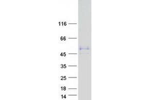 WTIP Protein (Myc-DYKDDDDK Tag)