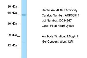Western Blotting (WB) image for anti-Interleukin 1 Receptor, Type I (IL1R1) (C-Term) antibody (ABIN2789664) (IL1R1 antibody  (C-Term))