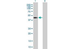 Western Blot analysis of TARBP2 expression in transfected 293T cell line by TARBP2 MaxPab polyclonal antibody.