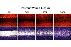 Cellular Assay (CA) image for CytoSelect™ 24-Well Wound Healing Assay (ABIN2344870)