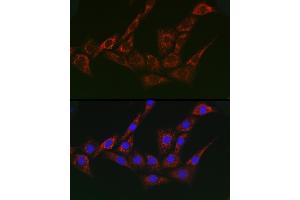 Immunofluorescence analysis of NIH/3T3 cells using G1 Rabbit pAb (ABIN7265447) at dilution of 1:200 (40x lens). (gamma 1 Adaptin antibody  (AA 1-240))