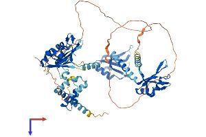 Poly(A) Binding Protein, Cytoplasmic 3 (PABPC3) (AA 1-631) protein (His tag)