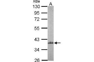 WB Image Sample (30 ug of whole cell lysate) A: NIH-3T3 10% SDS PAGE antibody diluted at 1:500 (ARPC1B antibody  (N-Term))