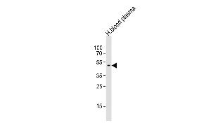 Anti-SERPINF1 Antibody (N-term)at 1:1000 dilution + human blood plasma lysates Lysates/proteins at 20 μg per lane. (PEDF antibody  (N-Term))