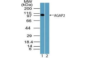 Image no. 1 for anti-ArfGAP with GTPase Domain, Ankyrin Repeat and PH Domain 2 (AGAP2) (AA 450-500) antibody (ABIN960074) (AGAP2 antibody  (AA 450-500))