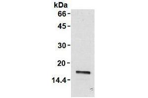 Western Blotting (WB) image for anti-Leukocyte Cell-Derived Chemotaxin 2 (LECT2) antibody (ABIN1108031)