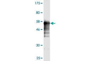 Western Blot detection against Immunogen (55. (Prohibitin antibody  (AA 1-272))