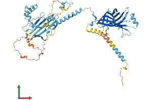 AlphaFold protein structure predicition of Mouse Recombinant Mks1 Protein, UniprotID Q5SW45