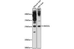 Western blot analysis of extracts of various cell lines, using HMOX1 antibody (ABIN4903945) at 1:1000 dilution. (HMOX1 antibody)