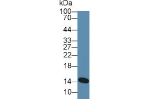 Western Blot; Sample: Human Milk; Primary Ab: 5µg/ml Rabbit Anti-Mouse aLA Antibody Second Ab: 0. (LALBA antibody  (AA 24-141))