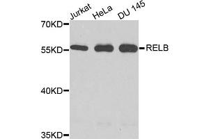 Western blot analysis of extracts of various cell lines, using RELB antibody. (RELB antibody)