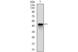 Western blot analysis using NQO1 mAb against human NQO1 (AA: 134-274) recombinant protein. (NQO1 antibody)