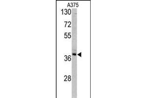 Western blot analysis of TALDO1 antibody (Center) (ABIN390629 and ABIN2840933) in  cell line lysates (35 μg/lane). (TALDO1 antibody  (AA 186-215))
