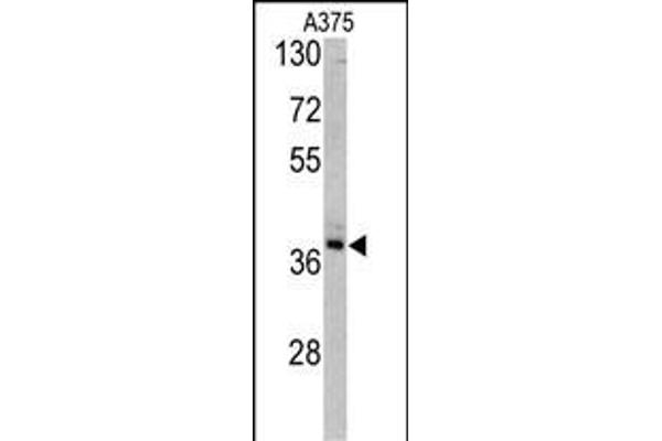 TALDO1 antibody  (AA 186-215)