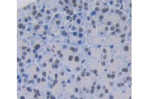 #VALUE! (INSM1 antibody  (AA 278-518))