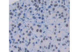 #VALUE! (INSM1 antibody  (AA 278-518))