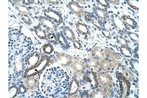PSG3 antibody was used for immunohistochemistry at a concentration of 4-8 ug/ml to stain Epithelial cells of renal tubule (arrows) in Human Kidney. (PSG3 antibody  (N-Term))