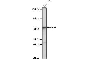 Western blot analysis of extracts of Rat lung, using GSK3α antibody (ABIN7267467) at 1:1000 dilution. (GSK3 alpha antibody)