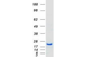 Validation with Western Blot