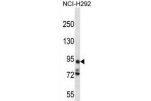 Western Blotting (WB) image for anti-Protocadherin alpha 7 (PCDHA7) antibody (ABIN2996876)