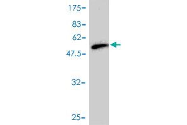 RAB17 antibody  (AA 1-212)