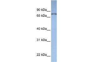 WB Suggested Anti-DPP3 Antibody Titration:  0.