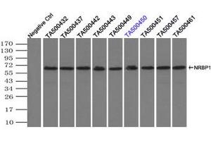 Image no. 3 for anti-Nuclear Receptor Binding Protein 1 (NRBP1) antibody (ABIN1499829) (NRBP1 antibody)
