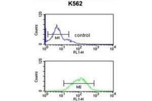 Flow Cytometry (FACS) image for anti-gamma-aminobutyric Acid (GABA) A Receptor, gamma 3 (GABRG3) antibody (ABIN3002136) (GABRG3 antibody)