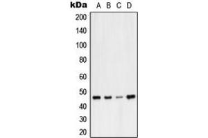 Western blot analysis of VASP expression in A549 (A), HepG2 (B), NIH3T3 (C), PC12 (D) whole cell lysates. (VASP antibody  (Center))
