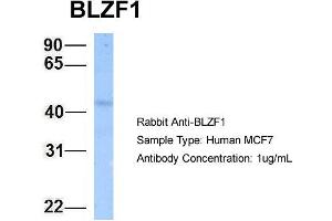 Host: Rabbit Target Name: BLZF1 Sample Type: MCF7 Antibody Dilution: 1. (BLZF1 antibody  (N-Term))