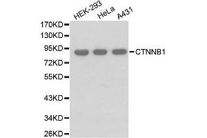 Western blot analysis of extracts of various cell lines, using CTNNB1 antibody. (CTNNB1 antibody)