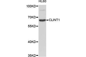 Western blot analysis of extracts of HL-60 cells, using CLINT1 antibody (ABIN1871913). (CLINT1 antibody)