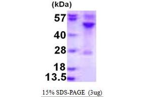SDS-PAGE (SDS) image for Ras-Related GTP Binding C (RRAGC) (AA 1-399) protein (His tag) (ABIN667692)