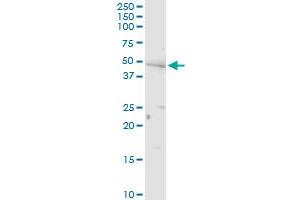PNPLA3 MaxPab rabbit polyclonal antibody. (PNPLA3 antibody  (AA 1-481))