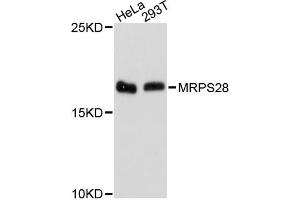 Western blot analysis of extracts of various cell lines, using MRPS28 antibody (ABIN5972676) at 1:3000 dilution. (MRPS28 antibody)