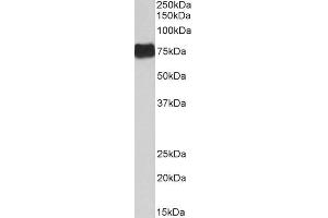 ABIN5539723 (0. (FGA antibody  (Internal Region))