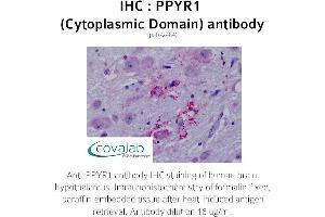 Image no. 1 for anti-Neuropeptide Y Receptor Y4 (NPY4R) (3rd Cytoplasmic Domain) antibody (ABIN1738313) (NPY4R antibody  (3rd Cytoplasmic Domain))