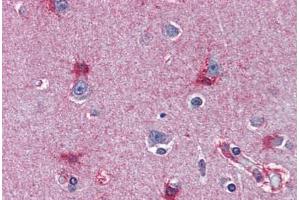 Human Brain, Cortex (formalin-fixed, paraffin-embedded) stained with MAT2A antibody ABIN364446 at 10 ug/ml followed by biotinylated anti-mouse IgG secondary antibody ABIN481714, alkaline phosphatase-streptavidin and chromogen. (MAT2A antibody  (AA 1-395))