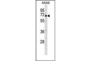 Western blot analysis of PLBD2 Antibody (Center) in A549 cell line lysates (35ug/lane). (PLBD2 antibody  (Middle Region))