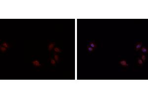 ABIN6269044 staining HepG2? (CHEK1 antibody)
