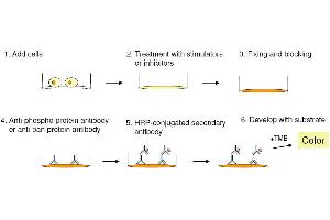 Image no. 2 for Signal Transducer and Activator of Transcription 1, 91kDa (STAT1) ELISA Kit (ABIN1981837)